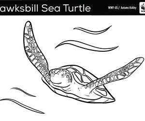 Sea Turtle Coloring Page