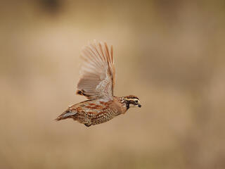 Quail in flight