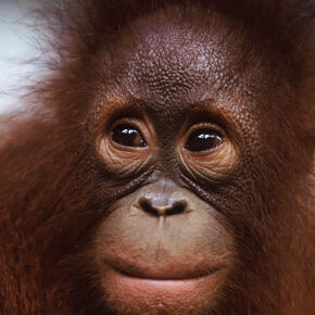 Borneo and Sumatra - Orangutan