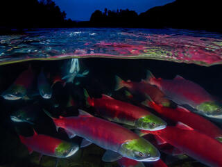 Sockeye salmon  (Oncorhynchus nerka) migration, Adams River, British Columbia, Canada. October.