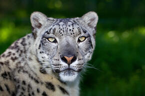 Snow Leopard 