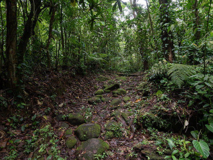 a path leading through the forest