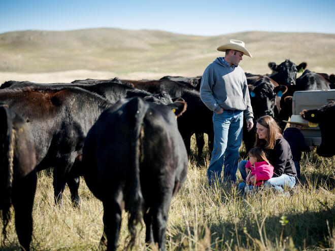 ranchers and cattle