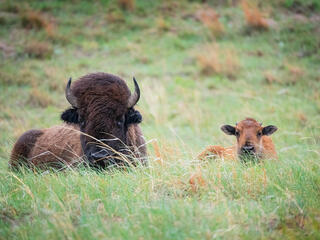 A bison sits aside her calf in the tall grass of the Wolakota Buffalo Range, Rosebud Sioux Reservation