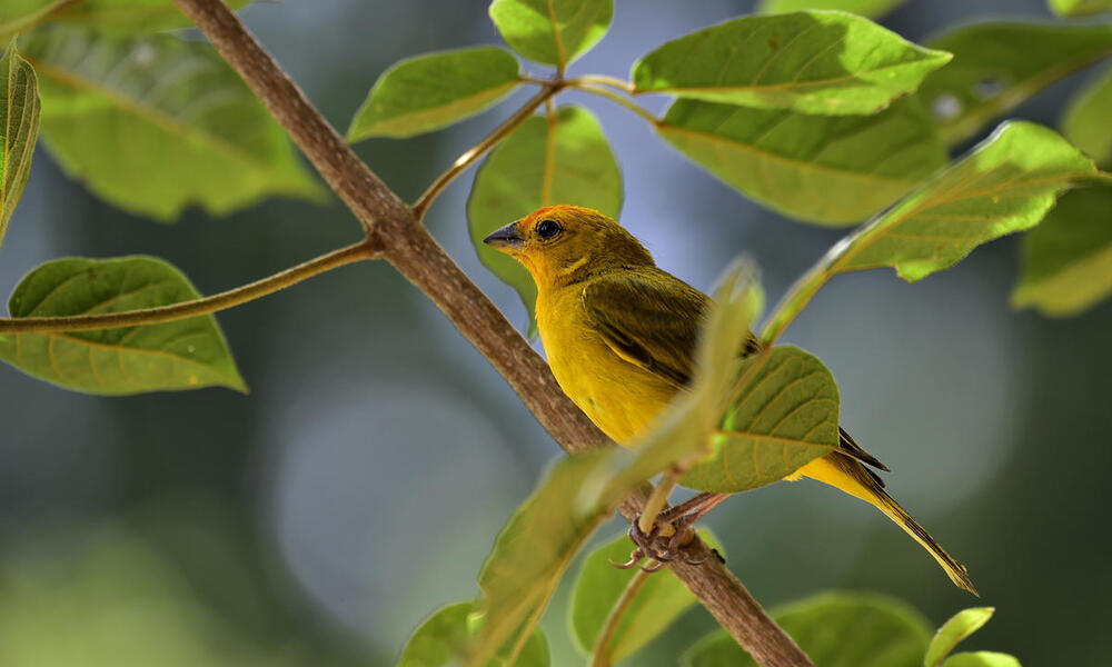 Saffron finch in tree, Atlantic Forest, Brazil