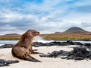 A sea lion sits on the beach in the Galapagos with ocean water to its left and a mountain in the background