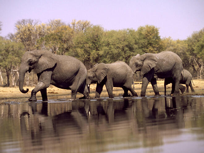 elephants in water