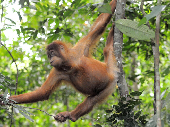 Orangutan