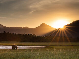 Brown bear waterside with sunset over mountains