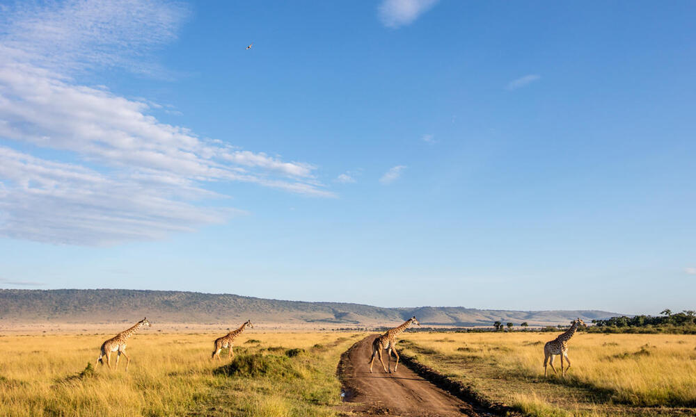 Several giraffes walk across a dirt road in the savanna on a sunny day