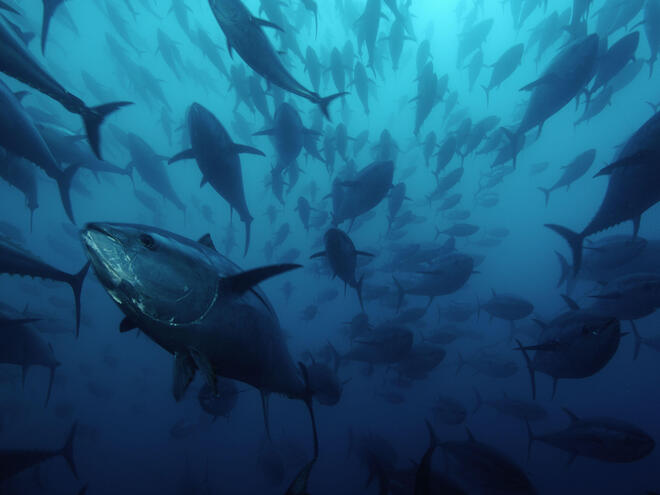 Northern bluefin tuna