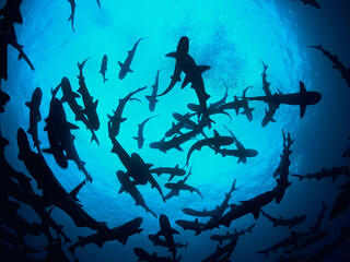 Circling sharks from beneath