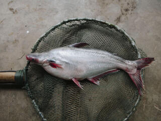 pangasius aquaculture