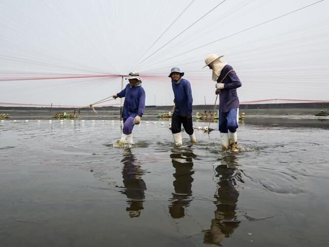 farming shrimp