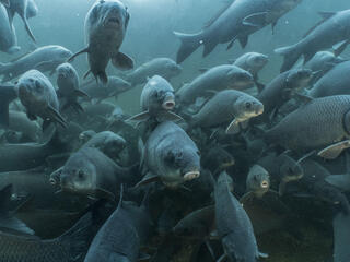 School of buffalo fish swim toward underwater camera