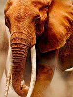 Integrating Technologies to Combat Poaching Brochure