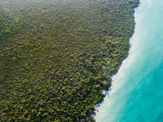 Forest and coastline