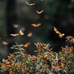 Dozens of monarch butterflies converge on a plant inside a butterfly reserve in Mexico