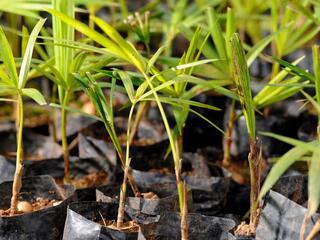 small tree seedlings