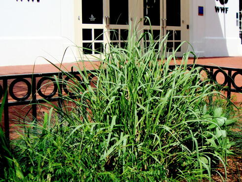 Green landscaping at WWF HQ