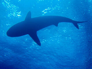 reef shark