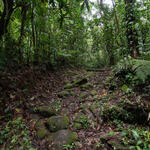 a path leading through the forest