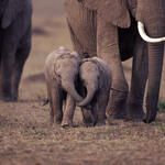 baby elephants with their trunks entwined