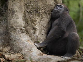 western lowland gorilla 