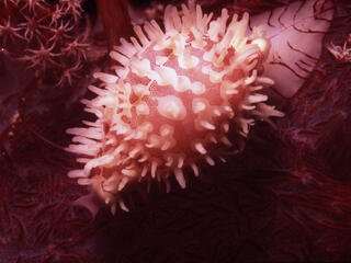 sea snail on coral