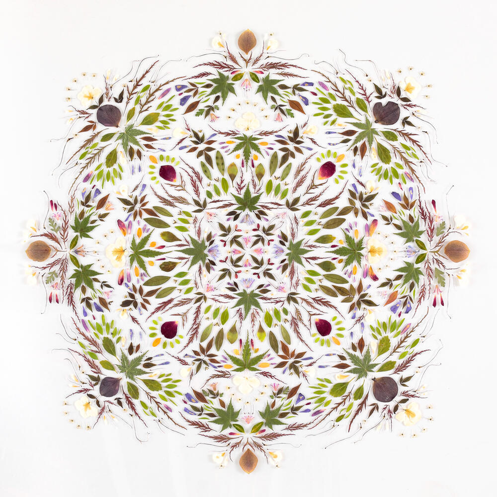 Leaves and petals arranged in mandala pattern