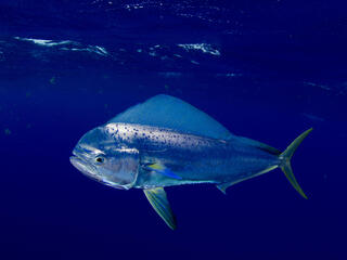 A mahi mahi swims alone in deep blue water