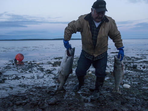 Carl Johnson pulls salmon caught in his family's beach set net. Subsistence fishing plays an important role in local diets. Bristol Bay, Alaska, United States.