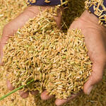 A person displays a handful of newly-threshed rice.