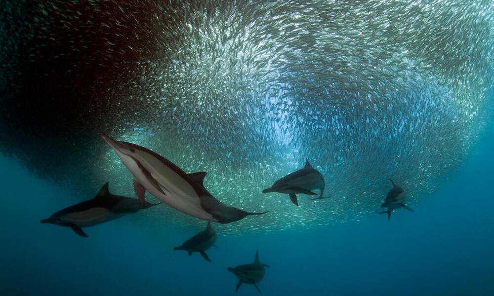 Common dolphin (Dephinus delphis) pod feeding on sardines (Sardinops oecllata) East London, South Africa.