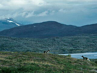 Arctic foxes photographed from the distance in a snowy mountain landscape
