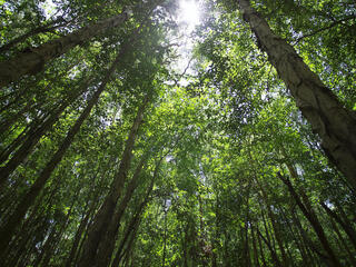 Looking skyward to treetops in a forest