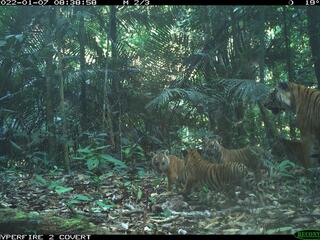 Camera trap image of a tiger mother walking through the forest behind three of her cubs with a fourth cub partially hidden by trees