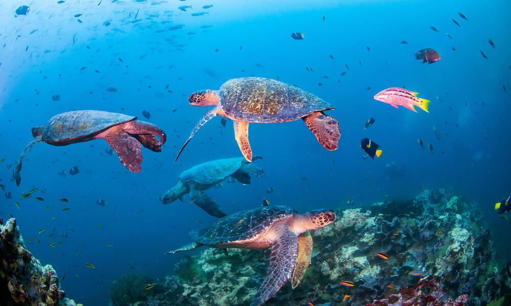 Four sea turtles swim around a coral reef in the Galapagos