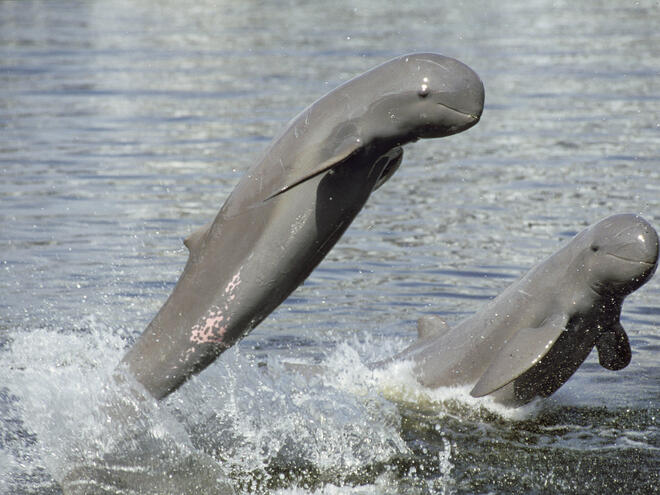 dolphin jumping