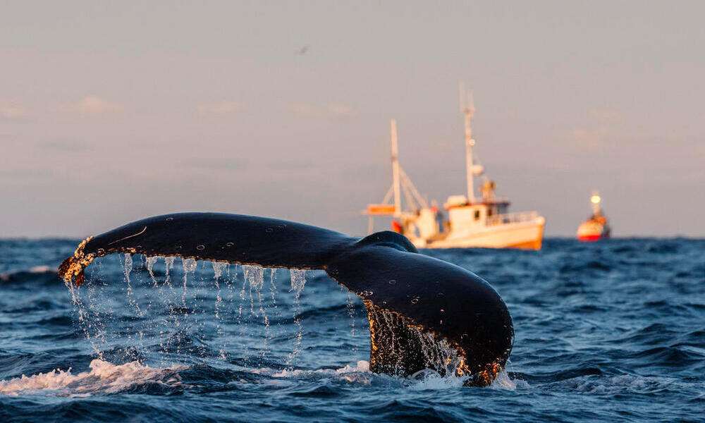 Humpback whale (Megaptera novaeangliae) fluke with fishing boats in background. Andfjorden close to Andoya, Nordland, Northern Norway. January.