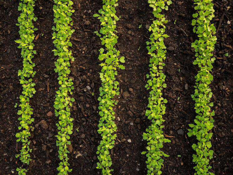 rows of microgreens in a field