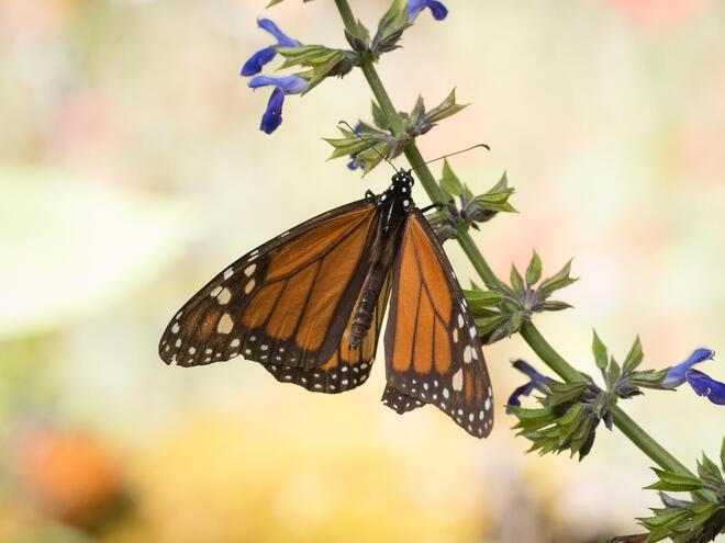 Monarch sits on flowering branch