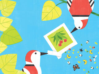 Birds with seeds