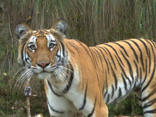 Tiger captured with camera trap