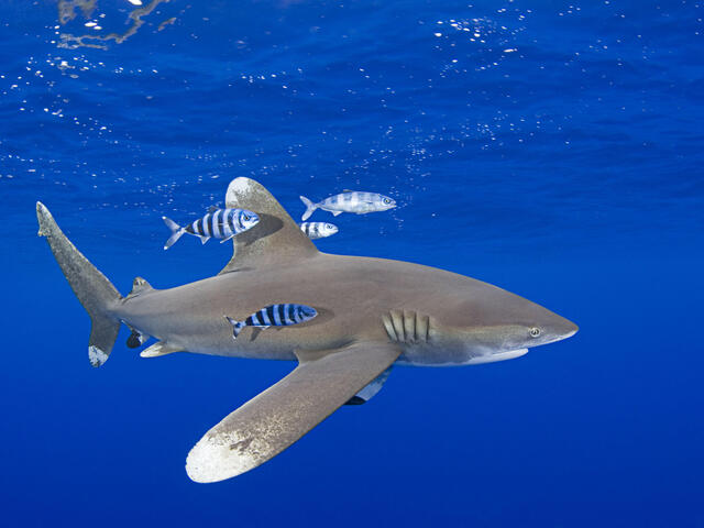 Whitetip Shark