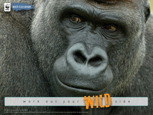 Head portrait of male silverback Western lowland gorilla (Gorilla gorilla gorilla) UK.