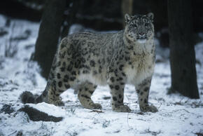 Snow leopard in the snow