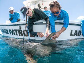 Researchers lean over edge of boat holding live shark