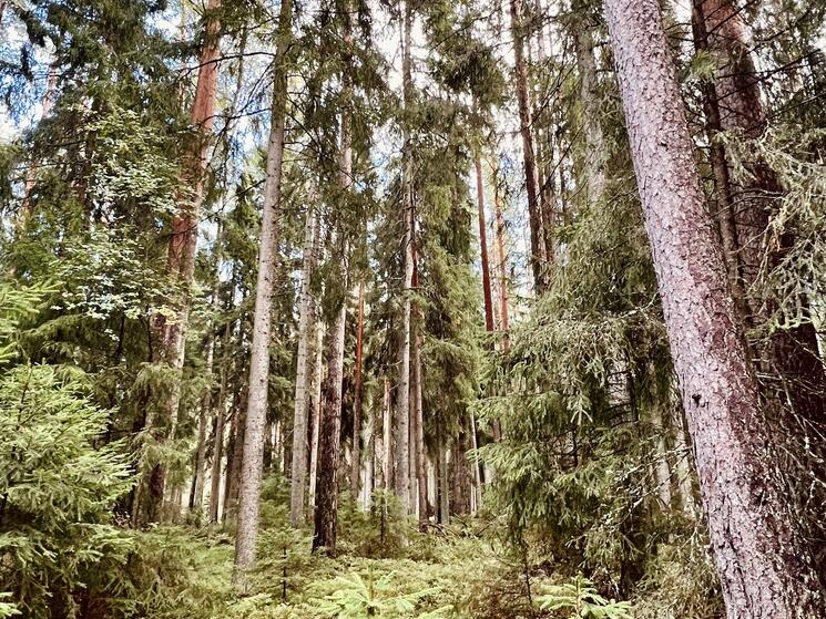 tall trees in a forest