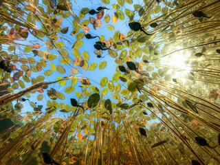 Underwater view of swimming tadpoles from below